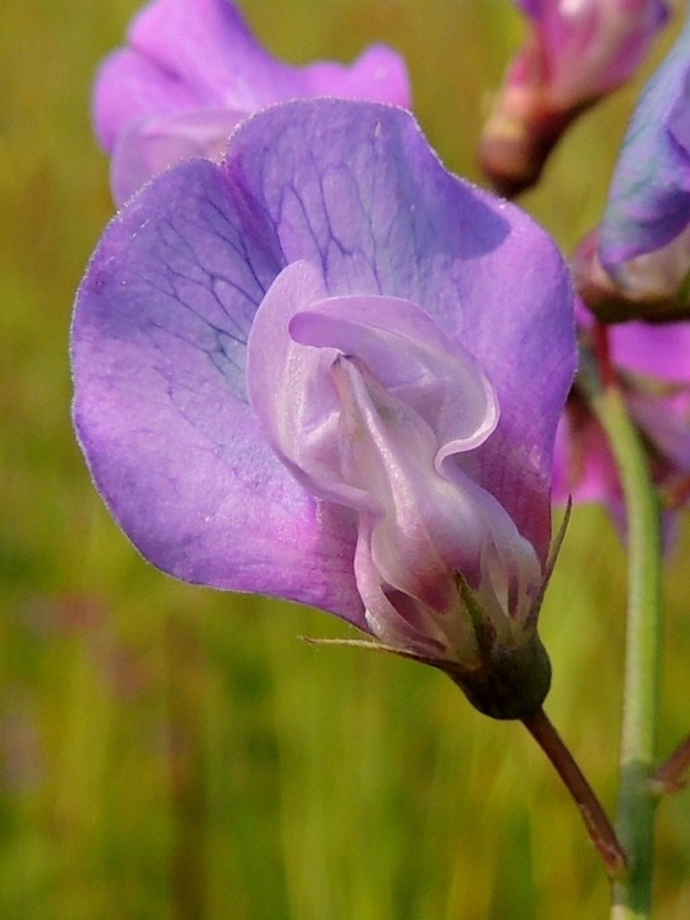 Lathyrus palustris - rantanätkelmän näkyvin ja kookkain terälehti on purje, jonka kärkiosa on lähes pyöreä, tylppä- tai pyöreäpäinen ja enemmän tai vähemmän lovikärkinen sekä kärkiosastaan noin 13-18 mm leveä. Teriön sivuilla on siiviksi kutsuttu terälehtipari, jonka lehdet ovat sivuttaiset, hieman epäsymmetrisesti kapean vastapuikeat ja pyöreäpäiset sekä pitkän kapeatyviset. Ne ovat leveimmältä kohtaa noin 4-6 mm leveät. Alimpana teriössä on venho, joka muodostuu kahdesta hieman limittäin rinnakkain olevasta ja venemäisen kaukalon muodostavasta terälehdestä. Ne ovat kärkiosastaan ylöspäin kaartuvat, suipohkopäiset ja hieman siipiä lyhyemmät. 17.7.2015. Copyright Hannu Kämäräinen.