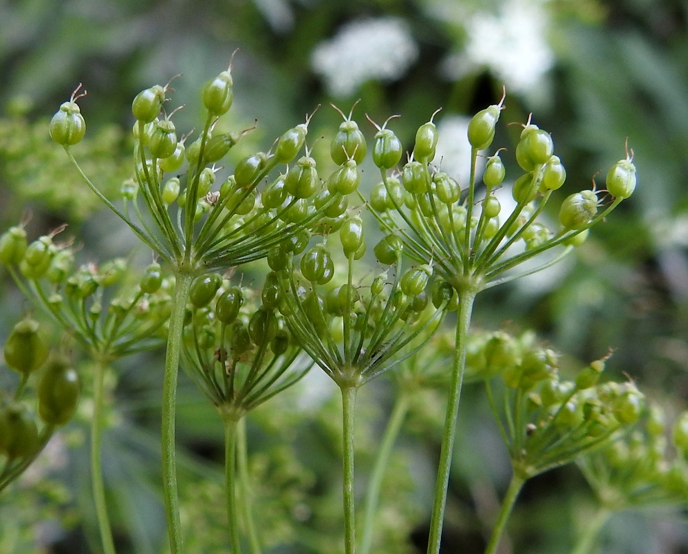 Pimpinella major - isopukinjuuren kaksilokeroinen sikiäin alkaa pölytyksen jälkeen paisua kaksilohkoiseksi lohkohedelmäksi, joka on aluksi vihreä ja kypsyessään ruskea. Sen kärjessä säilyvät pitkään emin vartalot luotteineen. 23.7.2018. Copyright Hannu Kämäräinen.