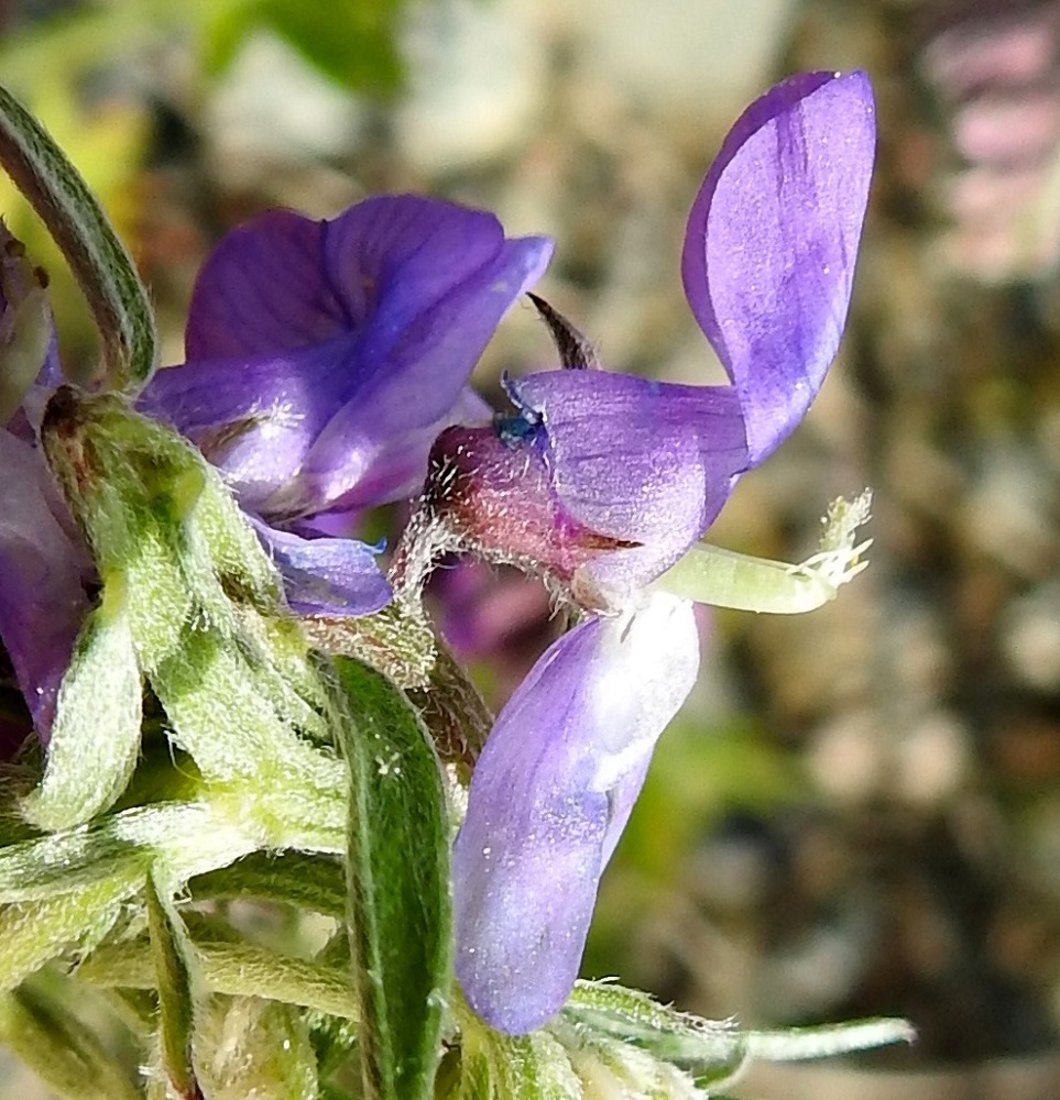 Vicia cracca - hiirenvirnan kukassa on kymmenen hedettä, joiden tyviosa on yhteenkasvanut kehänpäällisen sikiäimen ja emin vartalon ympärille. Hedekokonaisuuden vapaat kärkiosat ovat eripituiset. Emin vartalon kärkiosa taipuu jyrkästi ylöspäin ja on luotteineen ympäri asti karvainen. Piilossa olevat hetiö ja emiö on kuvausta varten paljastettu. Kuvan kukassa heteiden ponnet ovat jo karisseet. Verhiö on tyveltään maljamaisen yhdislehtinen, kärjestään viisiliuskainen ja karvainen. Sen tyviosa on noin 2-2,5 mm pitkä. Kaksi ylintä kärkiliuskaa ovat hammasmaiset ja enintään noin 1 mm pitkät. Kolme alinta liuskaa ovat pitemmät, kapean kolmiomaiset ja teräväkärkiset. Alin niistä on pisin ja noin 2-2,5 mm pitkä eli suunnilleen samanmittainen kuin yhdiskasvuinen tyviosa. EH, Hämeenlinna, Majalahti, Louhoksentien varren maanläjitysalue, tasatun lakialueen niittypohja, 21.6.2022. Copyright Hannu Kämäräinen.