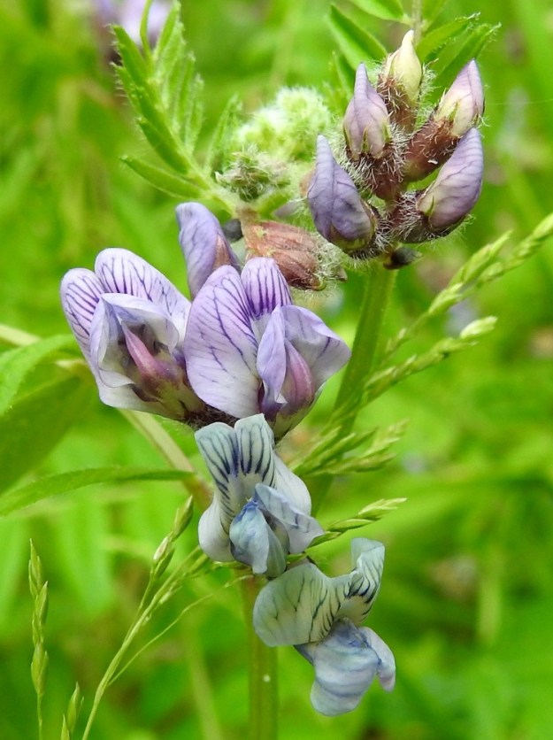Vicia sepium subsp. sepium - etelänaitovirnan teriö on hernekasvien tapaan vastakohtainen ja perhomainen. Sen viisi terälehteä ovat keskenään hyvin erinäköiset. Näkyvin ja kookkain terälehti on purje, jonka suonet ovat pohjaväriä tummemmat. Sen kärkiosa on tylppäpäinen, lovikärkinen ja usein laidoiltaan taakse päin kaartuva sekä noin 9-11 mm leveä. Teriön sivuilla on siiviksi kutsuttu terälehtipari, jonka lehdet ovat kärkiosastaan soikeahkot, pyöreäpäiset ja noin 3-4 mm leveät. Alimpana teriössä on venho, joka muodostuu kahdesta limittäin rinnakkain olevasta ja venemäisen kaukalon muodostavasta terälehdestä. Ne ovat kärkiosastaan jyrkästi ylöspäin kaartuvat ja suippopäiset. A, Lemland, Nåtö, biologisen aseman päärakennuksen pohjoispuoli, luonnonsuojelualueen lehdesniitty, 18.6.2023. Copyright Hannu Kämäräinen.