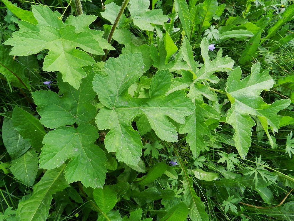 Heracleum sphondylium subsp. sibiricum - idänukonputken ruusuke- ja aluslehtien sekä alempien varsilehtien lapa on ulkokehältään puikea tai kolmiomainen, kertaalleen parilehdykkäinen, useimmiten noin 15-30 cm pitkä ja leveimmältä kohtaa noin 10-22 cm leveä. Lehdykät ovat epämukaiset, yhdestä kahteen kertaa parijakoiset, liuskoiltaan kapeamman tai leveämmän suippokärkiset ja laidoiltaan hampaiset. Ne ovat useimmiten noin 4-10 cm pitkät ja leveimmältä kohtaa noin 3-8 cm leveät. Kärkilehdykkä on usein edellä mainittuja mittoja kookkaampi. ES, Savonlinna, keskusta, Savonniemi, kirkon etelä- ja lounaispuolella olevan kallioseinämän tyviniitty, 11.7.2011. Copyright Hannu Kämäräinen.