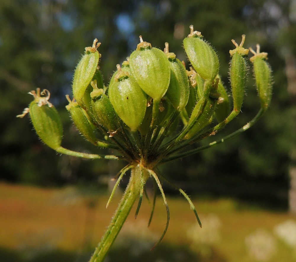 Heracleum sphondylium subsp. sphondylium - etelänukonputken hedelmä on kaksilohkoinen lohkohedelmä, joka on soikea tai hieman vastapuikea, litteähkö, sukaskarvainen tai kaljuhko ja noin 7-10 mm pitkä sekä leveämmältä sivultaan noin 6-8 mm leveä. Kärjessä säilyvät kauan noin 0,7-1,5 mm pitkiksi kehittyneet emin vartalot luotteineen. Lohkot ovat hedelmässä vatsapuolet tiiviisti vastakkain. Lohkojen välinen sauma kulkee pitkittäin hedelmän kapealla sivulla, hieman siipipalteisella reunaharjulla. Yksittäinen hedelmälohko on vähän kupera, lähes harjuttoman sileä selästään ja lohkohedelmän levyinen. Pikkusarjojen tyvellä on yleensä viidestä kymmeneen suikeaa - tasasoukkaa suojuslehteä, jotka ovat useimmiten noin 5-15 mm pitkiä ja leveimmältä kohtaa noin 0,3-1 mm leveitä sekä pysyviä. EH, Kouvola, Kuusankoski, Rekola, Rekolantien ja Peiponpolun kulmauksen niittykaista, 23.7.2013. Copyright Hannu Kämäräinen.