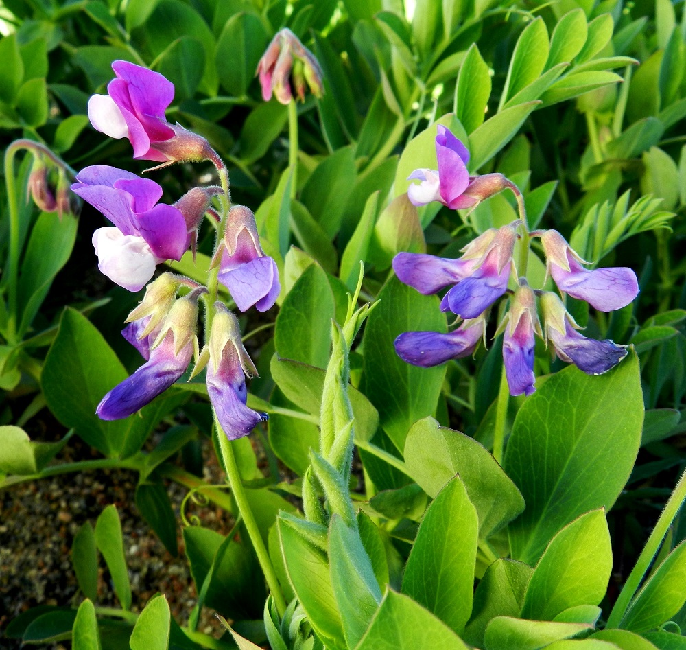Lathyrus maritimus - merinätkelmän teriö muuttuu heti pölytyksen jälkeen sinipunaiseksi ja myöhemmin lähes siniseksi. Värimuutokset ovat tärkeitä itse kasville ja pölyttäville hyönteisille. Kasvin pölytyksen kannalta on hyvä, että pistiäiset osaavat tulkita värit oikein ohjautuen suoraan pölyttämättömille kukille. Näin myös hyönteiset välttyvät turhilta lentokiemuroilta. U, Hanko, niemen eteläpuolen merenranta, Kolavikenin itälaidassa olevien Stora Tallholmenin ja Lilla Tallholmenin niemien välisen lahdekkeen hiekkaranta-alue, 18.6.2012. Copyright Hannu Kämäräinen.