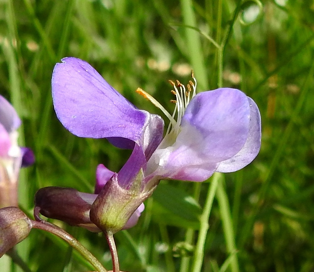 Lathyrus palustris - rantanätkelmän kukassa on kymmenen hedettä, joista yhdeksällä palhojen tyviosa on yhteenkasvanut kehänpäällisen sikiäimen ja emin vartalon ympärille. Ylin hede on erillinen. Hedekokonaisuus on noin teriön mittainen mutta normaalisti tiiviisti venhon sisään pakkautunut. Sikiäimen kärjessä oleva emi on yksivartaloinen ja -luottinen. Vartalon kärkiosa taipuu jyrkästi ylöspäin ja on litteä sekä toiselta sivultaan karvainen. Kuten teriön väristä ja emin luotilla olevasta siitepölystä on nähtävissä, kukka on pölytetty jo ennen kesäkuun puoltaväliä. Kuvausta varten heteet ja emi on pullautettu venhon sisältä näkyville. Lähes välittömästi kuvanoton jälkeen venhon puoliskot nappaavat ne taas takaisin sisäänsä. A, Jomala, Ramsholm, luonnonsuojelualue, pohjoispää, niemen länsilaidan merenrantaniitty, 13.6.2024. Copyright Hannu Kämäräinen.