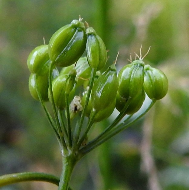 Pimpinella major - isopukinjuuren lohkohedelmä on soikea tai leveänsoikea, hieman litteähkö, kalju ja noin 2,5-3,5 mm pitkä sekä leveämmältä sivultaan noin 2-2,5 mm leveä. Lohkot ovat hedelmässä vatsapuolet tiiviisti vastakkain. Lohkojen välinen sauma kulkee pitkittäin hedelmän leveämmällä sivulla. Yksittäinen hedelmälohko on pyöreäselkäinen, selväharjuinen ja selästään noin 0,9-1,2 mm leveä. Kuvassa olevan hedelmistön kehitys on vielä kesken, eivätkä selkäharjut ole saaneet lopullista muotoaan. 23.7.2018. Copyright Hannu Kämäräinen.
