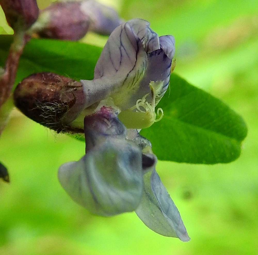 Vicia sepium subsp. sepium - etelänaitovirnan kukassa on kymmenen hedettä, joiden tyviosa on yhteenkasvanut kehänpäällisen sikiäimen ja emin vartalon ympärille. Ylimmän heteen yhdiskasvuinen osa on muita lyhyempi. Hedekokonaisuuden vapaat kärkiosat ovat eripituiset. Kuvan sormella avatussa kukassa ponnet ovat jo varisseet. Ainokaisen emin vartalon kärkiosa taipuu jyrkästi ylöspäin. Sen kärjessä, lähes huomaamattoman luotin alapuolella on viiriä muistuttava, kalvomainen ja risareunainen lisäke. A, Lemland, Nåtö, biologisen aseman päärakennuksen pohjoispuoli, luonnonsuojelualueen lehdesniitty, 18.6.2023. Copyright Hannu Kämäräinen.