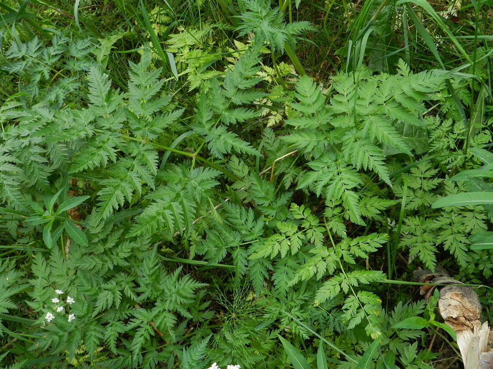 Anthriscus sylvestris - koiranputken lehtilapa on ulkokehältään kolmiomainen, kahdesta kolmeen kertaa parilehdykkäinen ja ylimpiä lehtiä lukuun ottamatta tavallisesti noin 10-35 cm pitkä sekä tyviosastaan lähes tai aivan pituutensa levyinen. Tyvellä ja varren alaosassa olevien lehtien ruoti on useimmiten noin 5-20 cm pitkä. EH, Hämeenlinna, Loimalahti, Hirsimäki, Näsiäntien laitaniittykaista, 12.6.2011. Copyright Hannu Kämäräinen.