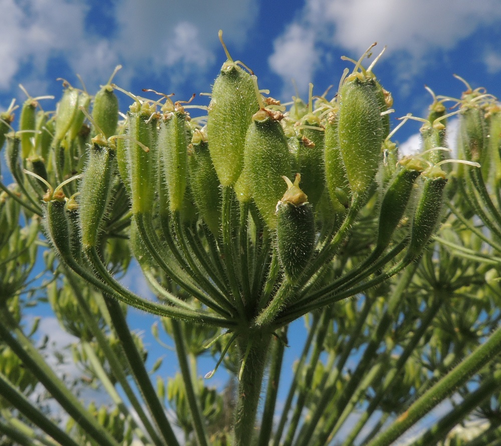 Heracleum mantegazzianum - kaukasianjättiputken lohkohedelmä on aluksi vihreä ja usein tiheähkösti sekä 0,5-1 mm:n pituisesti nystykarvainen. Sen kärjessä säilyvät kauan noin 1,8-3,7 mm pitkiksi kehittyneet emin vartalot luotteineen. 14.7.2016. Copyright Hannu Kämäräinen.