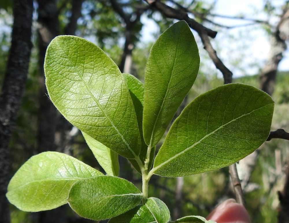 Salix cinerea - tuhkapajun lehtilapa on ehyt, paksuhko ja lähinnä pitkulaisen vastapuikea sekä lyhyen suippo- ja suora- tai pyöreähkökärkinen ja suippenevatyvinen. Lapa on päältä vihreä tai tummahkonvihreä, tiheähkösti lyhytkarvainen, nuorena hieman kurttupintainen ja myöhemmin sileähkö. Se on täysikasvuisena tavallisesti noin 4-8 cm pitkä ja leveimmältä kohtaa noin 1,5-3 cm leveä. Kaikissa oppaissa mainitaan, kuinka tuhkapajun lehdet ovat korvakkeelliset. Kuitenkin korvakkeet voivat toisinaan myös puuttua kokonaan niin, että samassa varressakin osassa oksia on lehtikorvakkeet ja kuten kuvassa, osassa ei. EH, Hämeenlinna, Luolaja, Hattelmalanjärven lounaispuolinen rantaneva lintutornin lähellä, luonnonsuojelualue, 16.6.2026. Copyright Hannu Kämäräinen.