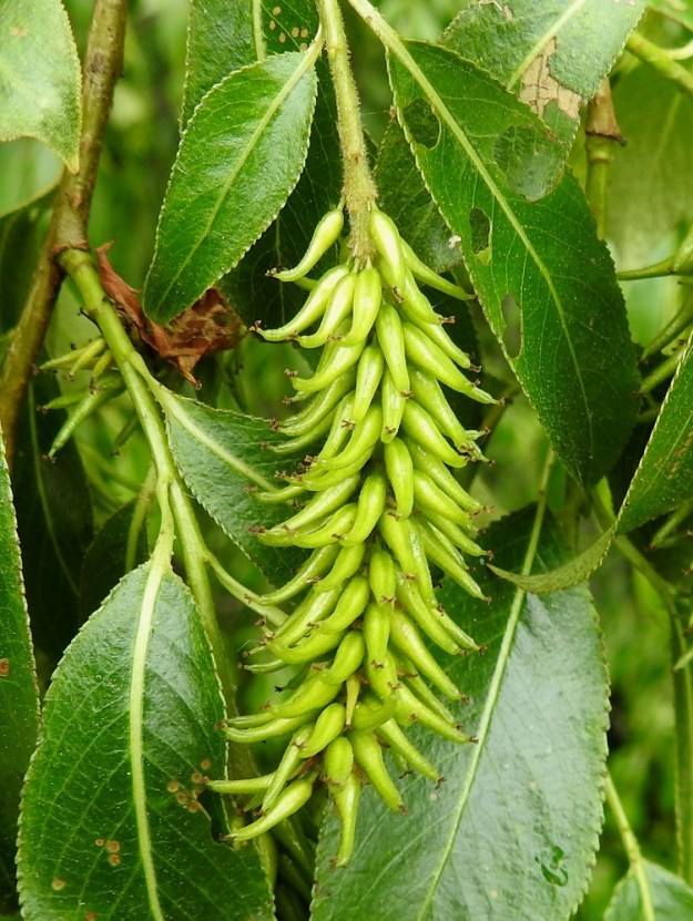 Salix pentandra - halavan eminorkot ovat hedelmävaiheessa yleensä noin 40-80 mm pitkät ja noin 15-17 mm leveät. Sikiäimestä kehittyy tyveltään pullea ja kärkeä kohti pitkäkaulaisesti kapeneva kota, joka on yksilokeroinen ja monisiemeninen. Se on kalju, noin 6-9 mm pitkä ja tyviosastaan noin 2-2,5 mm leveä. EH, Hämeenlinna, Tiirinkoski lähellä Vuorentaan kaupunginosan rajaa, Hämeen Härkätien (tie 2855) varren laaja peltoaukea, tien laiteella oleva metsikkökaista, 13.6.2026. Copyright Hannu Kämäräinen.