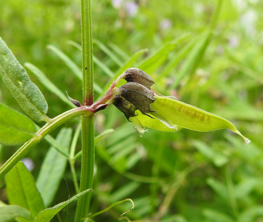 Vicia sepium subsp. montana - niittyaitovirnan sikiäin alkaa pölytyksen jälkeen paisua ja kehittyä palkohedelmäksi, jonka kärjessä säilyy pitkän aikaa emin vartalo luotteineen. Tyvellä viipyilee myös yhdiskasvuinen hedekokonaisuus. Siemenaiheita on yleensä yli kymmenen, mutta siemeniksi asti niistä kehittyy tavallisesti kolme - seitsemän. Kukallisten lehtihankojen korvakkeet ovat lähinnä kapeanpuikeat, pitkäsuippuisen teräväkärkiset ja lähes kokonaan tummat. Kukattomien lehtihankojen korvakkeet ovat yleensä kaksikärkisesti kapeanpuikeat tai toisinaan muodoltaan epämukaiset ja laitakärkien lisäksi terävähampaiset. Lehtien lehdykät ovat molemmin puolin hyvin lyhytkarvaiset. EH, Hämeenlinna, Keinusaari, Vanajaveden itäranta heti Viipurintien sillan luoteispuolella, 16.6.2020. Copyright Hannu Kämäräinen.