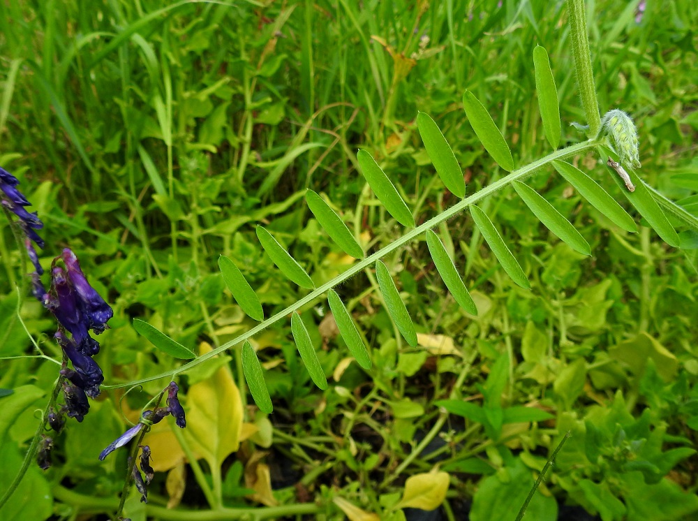 Vicia villosa - ruisvirnan lehdet ovat tyveen saakka parilehdykkäiset. Lehtilapa on tavallisesti noin 5-13 cm pitkä ja leveimmältä kohtaa noin 2-7 cm leveä. Suikeita - kapeansoikeita lehdyköitä on useimmiten 6-10 paria. Lehden päässä oleva kärhi on kärkiosastaan haarova ja noin 20-60 mm pitkä. 19.8.2018. Copyright Hannu Kämäräinen.
