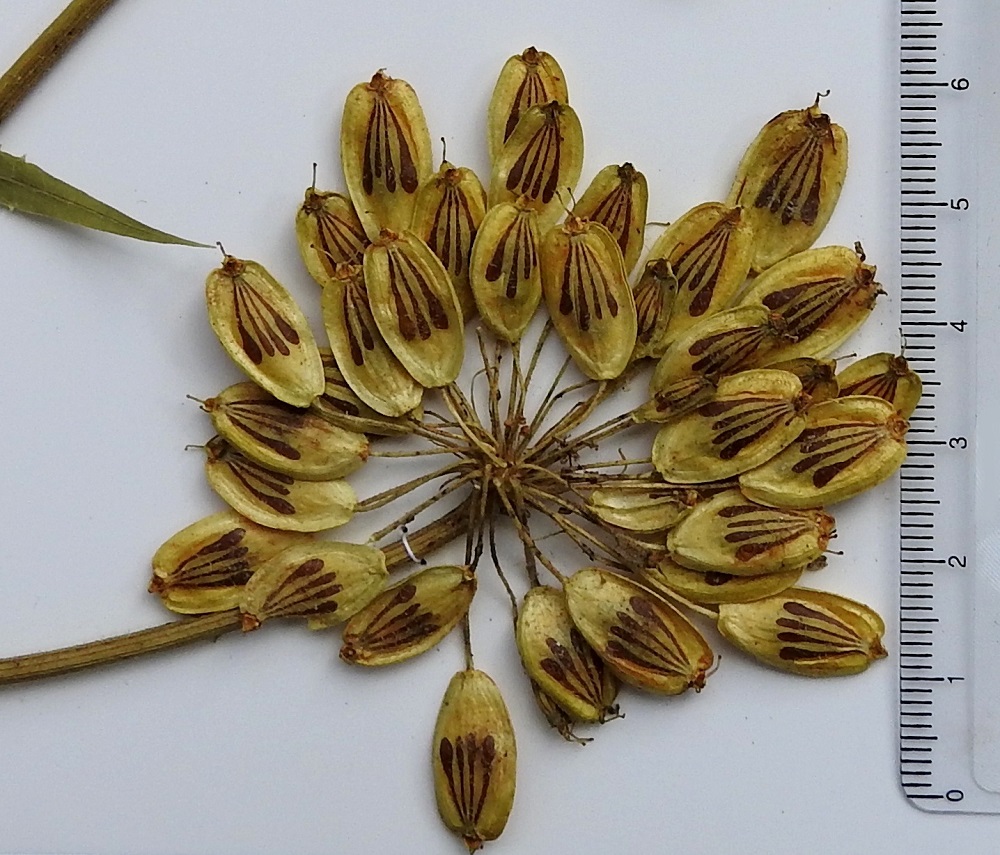 Heracleum mantegazzianum - kaukasianjättiputken kaksilohkoinen lohkohedelmä on kypsänä soikea, litteähkö, vaalean kellanruskea ja harvakarvainen tai kalju sekä noin 12-15 mm pitkä ja leveämmältä sivultaan noin 11-13 mm leveä. Lohkot ovat hedelmässä vatsapuolet tiiviisti vastakkain. Lohkojen välinen sauma kulkee pitkittäin hedelmän kapealla sivulla, hieman siipipalteisella reunaharjulla. Yksittäinen hedelmälohko on vähän kupera, lähes harjuttoman sileä selästään ja lohkohedelmän levyinen. Selässä näkyvät tummempina harjujen väliset, leveän nuijamaiset öljytiehyet, joiden päät ovat selvästi niiden välejä leveämmät. EH, Hämeenlinna, Idänpää, Katumajärven luoteiskulma, venerannan eteläpuoli, rannan tervaleppämetsikön reuna, 15.8.2001. Kuva näytteestä, copyright Hannu Kämäräinen.