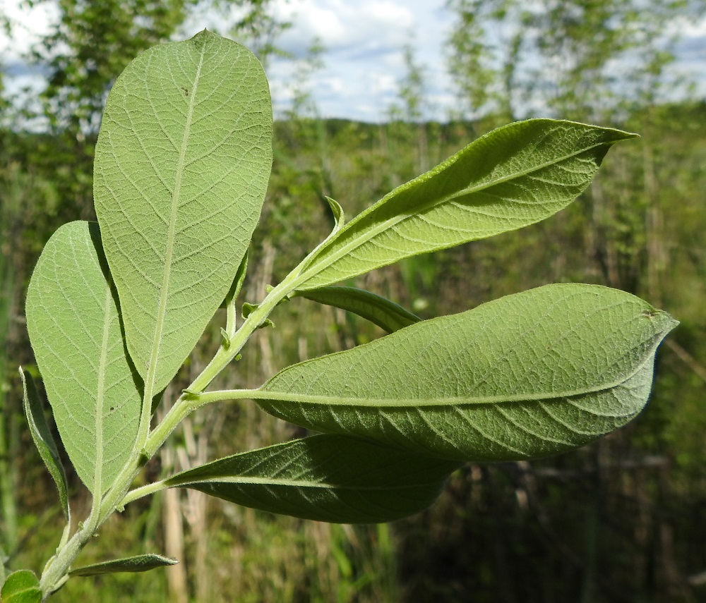 Salix cinerea - tuhkapajun uudet vuosikasvaimet ovat tiheästi lyhytkarvaiset ja aluksi vihertävät mutta tummuvat loppukesään mennessä edellisen vuoden vuosikasvainten kaltaisiksi. Korvakkeellisissa oksissa lehtien korvakkeet ovat herttamaiset tai munuaismaiset, nyhä- tai hammaslaitaiset, lyhytkarvaiset ja yleensä noin 1-5 mm pitkät tai toisinaan isommatkin sekä pysyvät tai ainakin kauan säilyvät. Lehtiruoti on yleensä noin 4-8 mm pitkä ja huopamaisesti lyhytkarvainen. Lehtilaita on yleensä hieman alaspäin kiertynyt ja epäsäännöllisen mutkainen, pienihampainen tai ehyt. EH, Hämeenlinna, Luolaja, Hattelmalanjärven lounaispuolinen rantaneva lintutornin lähellä, luonnonsuojelualue, 16.6.2026. Copyright Hannu Kämäräinen.