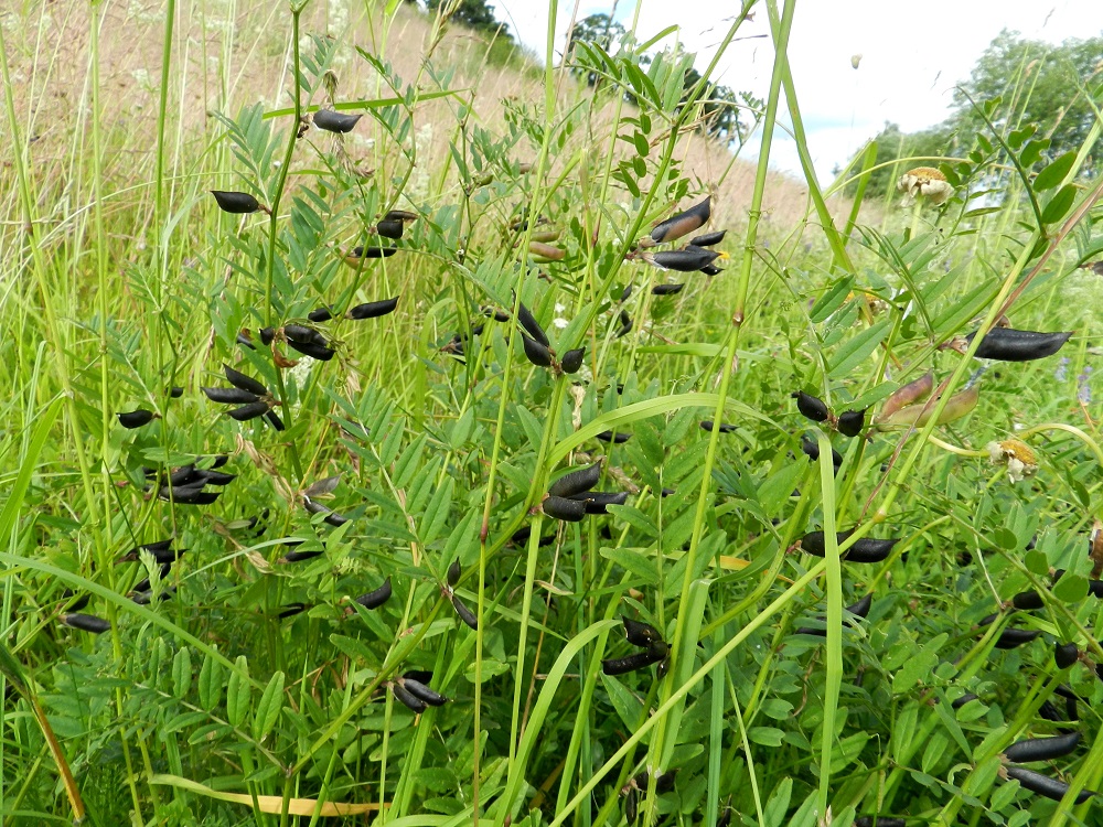 Vicia sepium subsp. montana - niittyaitovirnan palot tummuvat asteittain ja ovat lopulta mustat. Kasvuston lehdykät ovat noin 3-3,5 kertaa leveyttään pitemmät. ES, Lappeenranta, Kaupunginlahden satama, Satamatien laidasta nouseva linnoitusalueen alarinne, 11.7.2012. Copyright Hannu Kämäräinen.