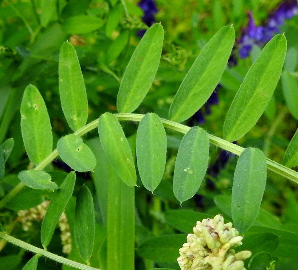Vicia villosa - ruisvirnan lehdykät ovat pyöreähkö- tai lyhyen suippopäiset ja hennon otakärkiset sekä ehytlaitaiset ja keskisuoneltaan selvästi erottuvat. Samankaltaisella ja hyvin yleisellä hiirenvirnalla, V. cracca, keskisuoni on varsinkin lehdykän yläpinnalla epäselvästi erottuva. Ruisvirnan lehdykät ovat päältä vihreät, tavallisesti noin 10-35 mm pitkät ja leveimmältä kohtaa noin 2-10 mm leveät. 19.8.2018. Copyright Hannu Kämäräinen.