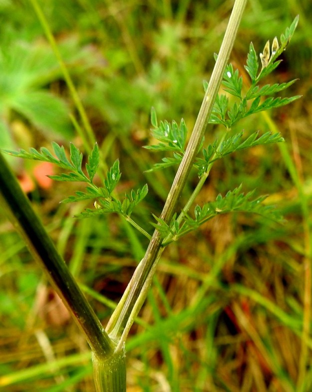 Anthriscus sylvestris - koiranputken varren yläosassa ruoti lyhenee niin, että ylempien lehtien yhä pienemmäksi käyvä lapa kasvaa suoraan, ilman ruotia, lehtitupen reunasta. Lehtituppi on kapea, kalvolaitainen, tyveltään vain osittain varren sivuille sepivä ja useimmiten vihreäsävyinen sekä lyhytkarvainen tai kalju. KiL, Kittilä, Jeesiöjärvi, Kumputunturintien varrella oleva niittyalue, entinen pelto Syrjälän tilan kohdalla, 20.7.2023. Copyright Hannu Kämäräinen.