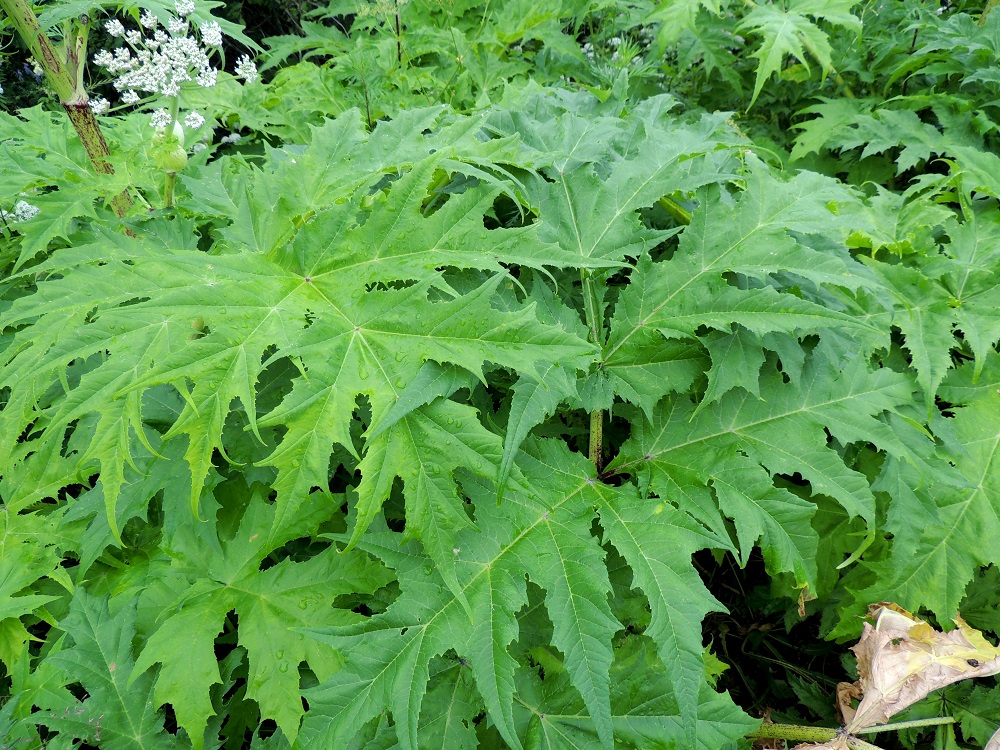Heracleum mantegazzianum - kaukasianjättiputken ruusuke- ja aluslehtien sekä alempien varsilehtien lapa on ulkokehältään leveänpuikea tai kolmiomainen, kertaalleen parilehdykkäinen, useimmiten noin 50-130 cm pitkä ja leveimmältä kohtaa suunnilleen pituutensa levyinen. Kärkilehdykän lisäksi lehdykkäpareja on useimmiten yksi ja toisinaan kaksi. Lehdykät ovat kertaalleen parijakoiset, ja liuskapareja on kolmesta viiteen. Kärkilehdykkä on useimmiten noin 15-60 cm pitkä ja leveimmältä kohtaa noin pituutensa levyinen. Sivulehdykät ovat pituudeltaan kärkilehdykän luokkaa mutta ovat yleensä leveimmältä kohtaa jonkin verran pituuttaan kapeammat. Lehdet ovat päältä vihreät ja kaljut. 29.6.2013. Copyright Hannu Kämäräinen.
