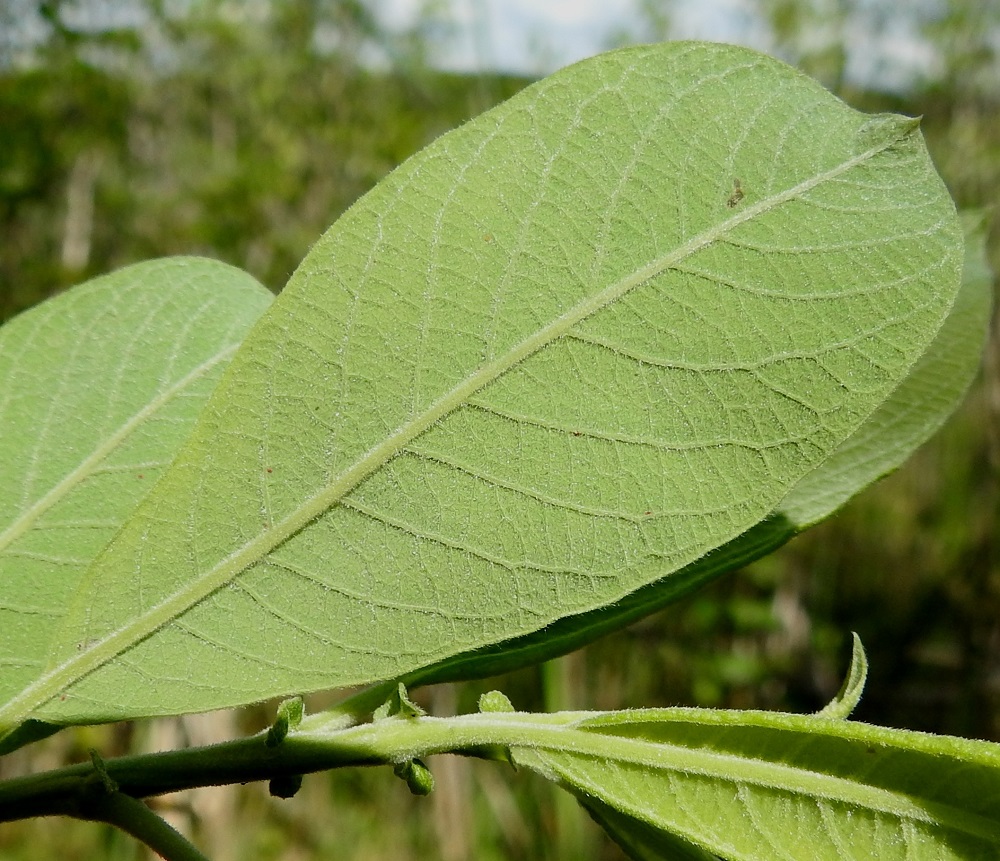 Salix cinerea - tuhkapajun lehtilapa on alta vaaleanvihreä - vaalean sinivihreä, tiheästi lyhytkarvainen ja hieman korkosuoninen. Lehdessä on yleensä 10-15 suoniparia. EH, Hämeenlinna, Luolaja, Hattelmalanjärven lounaispuolinen rantaneva lintutornin lähellä, luonnonsuojelualue, 16.6.2026. Copyright Hannu Kämäräinen.