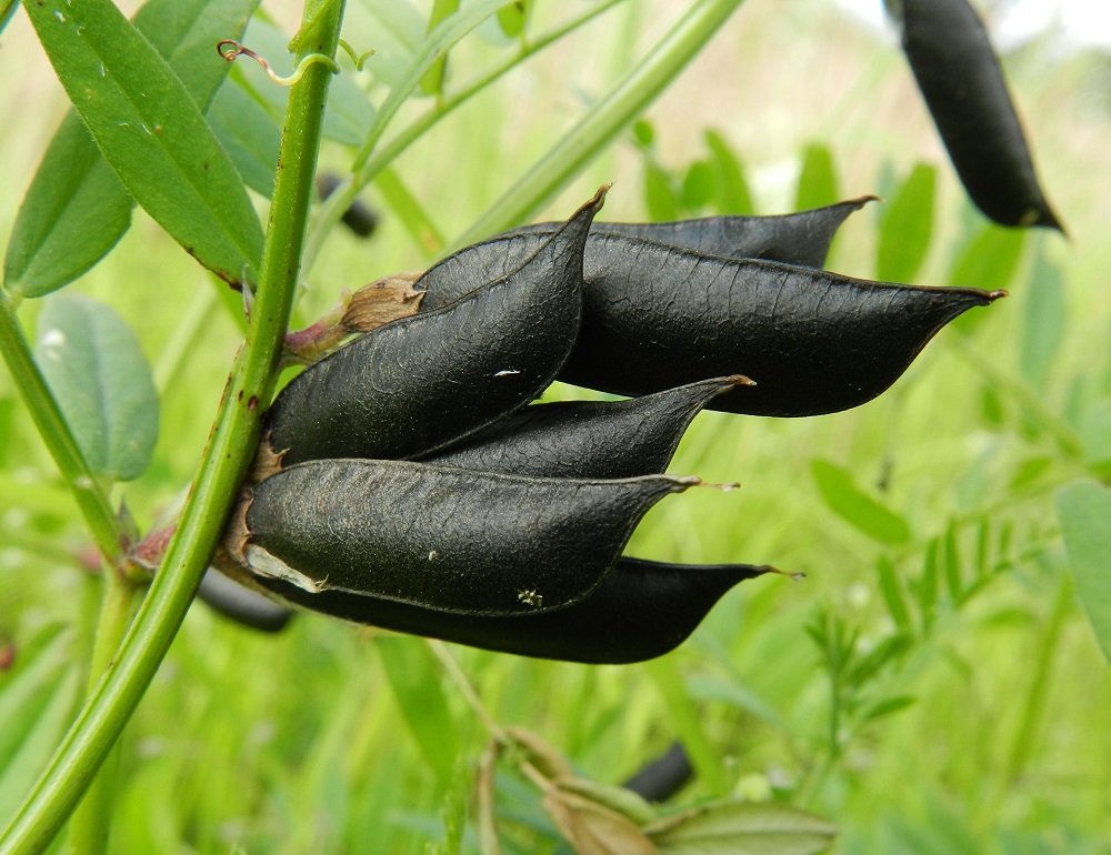 Vicia sepium subsp. montana - niittyaitovirnan siemenpalko on melkein suorasivuinen mutta tyvestään kapeneva ja alapuolen kärjestään pyöristyvä. Se on kalju ja täysikasvuisena tavallisesti noin 20-30 mm pitkä, pulleahko ja leveämmältä sivultaan noin 5-8 mm leveä. ES, Lappeenranta, Kaupunginlahden satama, Satamatien laidasta nouseva linnoitusalueen alarinne, 11.7.2012. Copyright Hannu Kämäräinen.