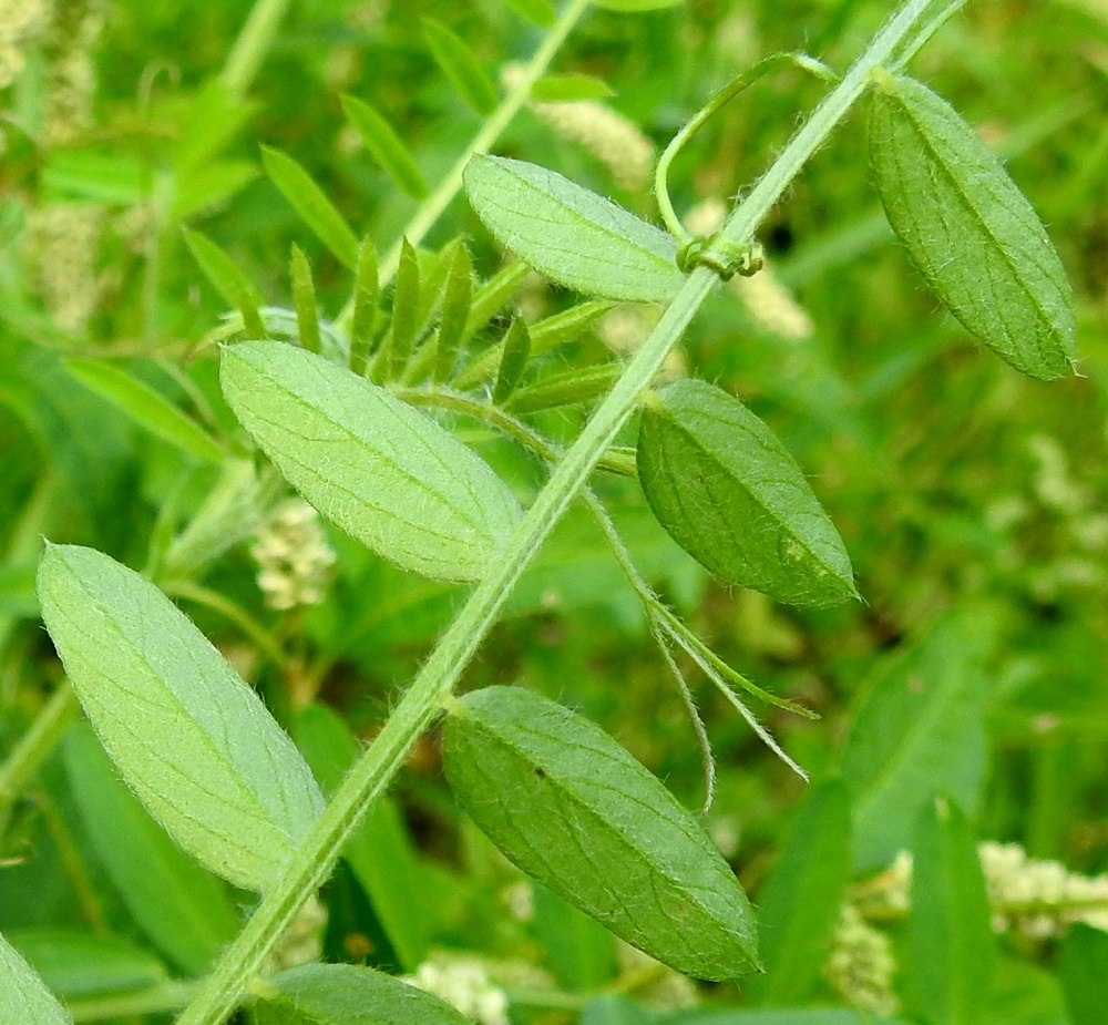 Vicia villosa - ruisvirnan lehdykät ovat alta vihreät tai harmahtavanvihreät. Niiden ruoti on enintään 1 mm pitkä. Peltoruisvirnan lehdykät ovat molemmin puolin niukasti - tiheähkösti pitkähkön pehmeäkarvaiset. Myös lehtiranka ja kärhi ovat tiheähkösti siirottavan pitkähkö- ja pehmeäkarvaiset. Myllyruisvirnan lehdykät, lehtiranka ja kärhi ovat kaljut tai lyhyen myötäkarvaiset. 19.8.2018. Copyright Hannu Kämäräinen.