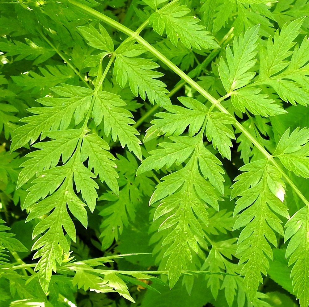 Anthriscus sylvestris - koiranputken lehtilavan uloimmat lehdykät ovat ruodittomat tai lyhytruotiset ja parijakoisesti liuskaiset. Liuskat ovat lähes tasasoukat, kärkeä kohti suippenevat, teräväkärkiset ja ehytlaitaiset tai toisinaan hieman pienihampaiset sekä yleensä noin 2-10 mm pitkät ja noin 1-5 mm leveät. Lehti on päältä vihreä ja kalju. EH, Hämeenlinna, Voutila, Myllyoja, Ainontien pään editse vievän kevytväylän laitaniitty Myllyojan länsipuolella, 31.5.2026. Copyright Hannu Kämäräinen.