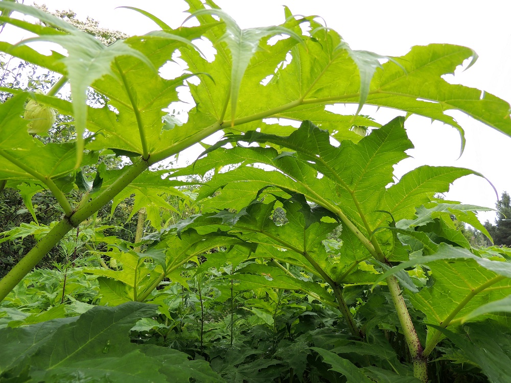 Heracleum mantegazzianum - kaukasianjättiputken ruusuke- ja aluslehtien sekä alempien varsilehtien kärkilehdykän ruoti on noin 3-10 cm pitkä, ja muut lehdykät ovat ruodittomia tai lyhytruotisia. Koko lehtilavan ruoti on yleensä noin 20-90 cm pitkä. Hyvin kookkaiden ruusuke- ja aluslehtien muodostamat holvit voivat lasten silmiin näyttää hämyisen houkuttelevalle "viidakolle", jonka seassa on hauska puikkelehtia ja piilotella. Se kannattaa kuitenkin jättää tekemättä, sillä varsinkin aurinkoisella säällä kasvien koskettelusta ja hipaisuista voi saada ikäviä, palovamman kaltaisia ja hitaasti paranevia ihovaurioita. 29.6.2013. Copyright Hannu Kämäräinen.