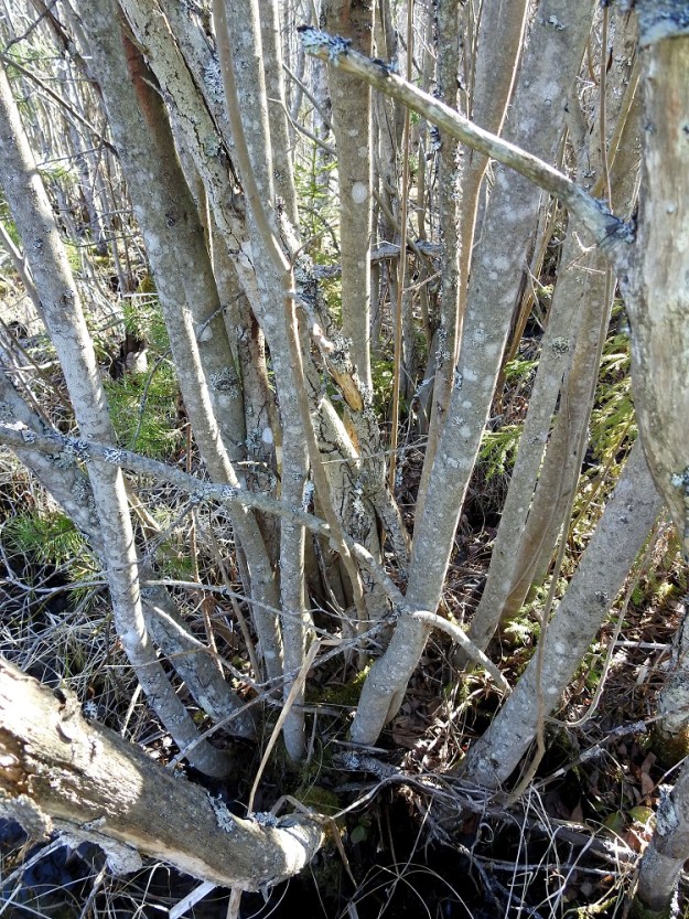 Salix cinerea - tuhkapajun runko, haarat ja vanhemmat oksat ovat saven- tai tuhkanharmaat, mihin suomalainen ja tieteellinen lajinimikin viittaavat. Ne ovat myös sileäpintaiset ja kaljut. Pajujen tapaan yksittäiset varret eivät ole kovin pitkäikäisiä toisin kuin juuristo, joka elää huomattavasti pitempään ja tuottaa yhä uusia versoja. EH, Hämeenlinna, Luolaja, Hattelmalanjärven lounaispuolinen rantaneva lintutornin lähellä, luonnonsuojelualue, 20.4.2026. Copyright Hannu Kämäräinen.