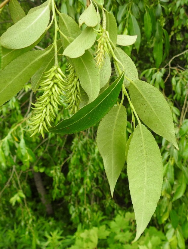 Salix pentandra - halavan lehtilapa on sulkasuoninen, ja suonipareja on yleensä 10-14. Lapa on täysikasvuisena tavallisesti noin 5-10 cm pitkä, leveimmältä kohtaa noin 2-4 cm leveä ja alta vaaleanvihreä. Lehtiruoti on yleensä noin 5-12 mm pitkä ja kalju. EH, Hämeenlinna, Tiirinkoski lähellä Vuorentaan kaupunginosan rajaa, Hämeen Härkätien (tie 2855) varren laaja peltoaukea, tien laiteella oleva metsikkökaista, 13.6.2026. Copyright Hannu Kämäräinen.
