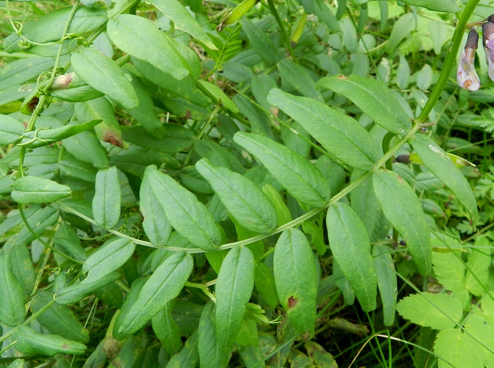 Vicia sepium subsp. montana - niittyaitovirnan lehtilapa on tavallisesti noin 5-12 cm pitkä ja leveimmältä kohtaa noin 4-8 cm leveä. Lehdyköitä on useimmiten neljästä kahdeksaan paria. Niiden ruoti on enintään 1 mm pitkä. Lehdykät ovat kapeanpuikeat tai suikeahkot, pyöreätyviset, tylppä- tai lovipäiset ja kärjestään odattomat tai lähes huomaamattoman pieniotaiset sekä ehytlaitaiset. Ne ovat molemmin puolin vihreät, tavallisesti noin 15-40 mm pitkät ja leveimmältä kohtaa noin 3-12 mm leveät. Lehdyköiden pituuden ja leveyden suhde on alimpia lehtiä lukuun ottamatta yli 2,9 eli pituus/leveys = yli 2,9. Kuvassa olevissa lehdyköissä suhdeluku on 3,0-3,4. EH, Hämeenlinna, Pullerinmäki, Mäkelän teollisuusalue, Takumäentien laide Tölkkimäentien risteyksen itäpuolella, 24.9.2011. Copyright Hannu Kämäräinen.