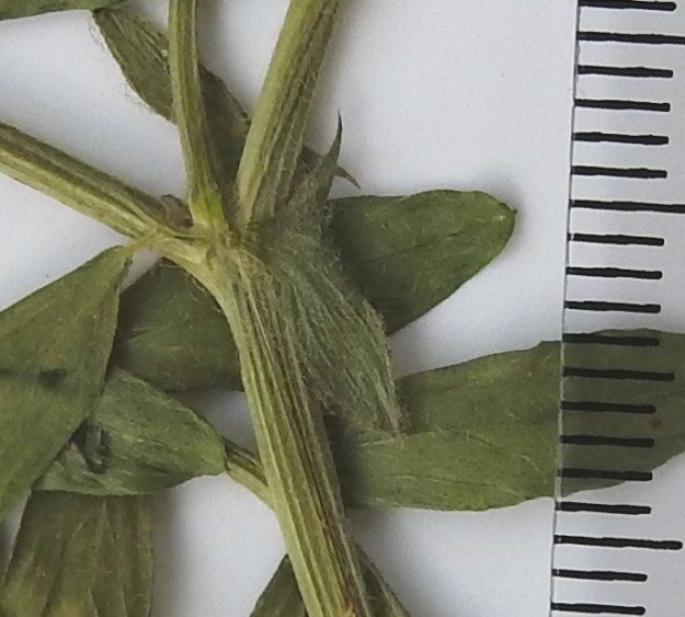 Vicia villosa - ruisvirnan lehtikorvakkeet ovat lähes tasasoukan suikeat tai kapeanpuikeat, pitkän tai lyhyen suippokärkiset ja ulkosivultaan toispuolisen keihästyviset. Ne ovat ilman tyvilisäkettä yleensä noin 3-10 mm pitkät ja leveimmältä kohtaa noin 1-4 mm leveät. Tyvilisäke on kapean ja teräväkärkisen kolmiomainen sekä usein noin 1-4 mm pitkä. 19.8.2018. Kuva näytteestä, copyright Hannu Kämäräinen.