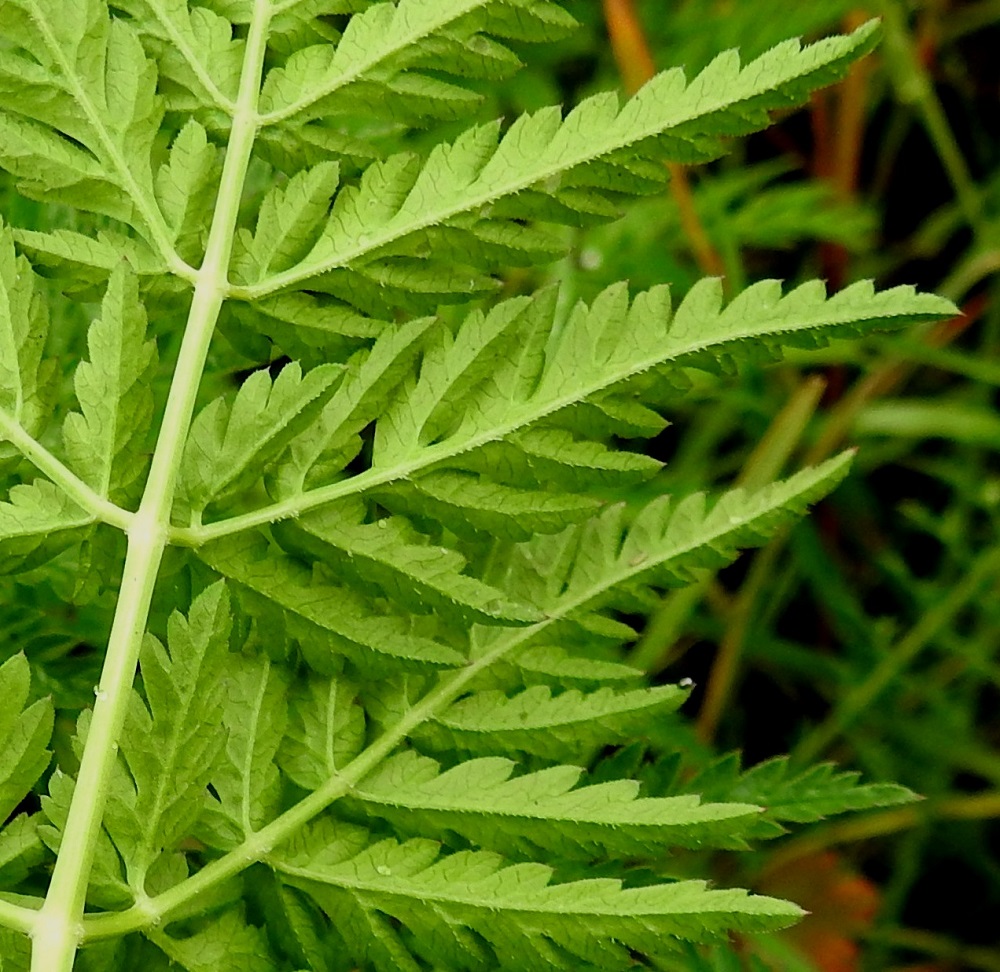 Anthriscus sylvestris - koiranputken lehtilapa on alta vaaleanvihreä ja yleensä ainakin suonistaan lyhytkarvainen. EH, Hämeenlinna, Loimalahti, Hirsimäki, Näsiäntien laitaniittykaista, 12.6.2011. Copyright Hannu Kämäräinen.