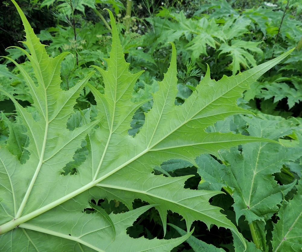 Heracleum mantegazzianum - kaukasianjättiputken lehdykkäliuskat ovat pitkäsuippuisen teräväkärkiset ja laidoiltaan vaihtelevasti erikokoisen liuskaiset, liuskahampaiset ja nirhahampaiset. Pikkuliuskat ovat usein jossain määrin kaarevia. Lähilajilla, persianjättiputkella, H. persicum, kärkiliuskat ovat leveänsuippoja sekä pikkuliuskoiltaan ja liuskamaisilta hampailtaan suoria. Kaukasianjättiputken lehdet ovat alta vaaleahkonvihreät ja harvakseen - tiheähkösti karvaiset tai kaljut kuten kuvassa. 29.6.2013. Copyright Hannu Kämäräinen.