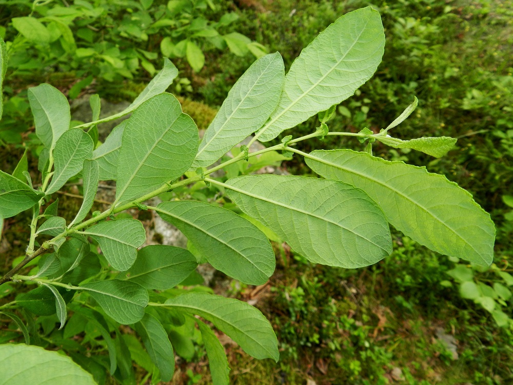 Salix aurita - virpapajun lehtilavan kärki on lyhyen suippo - tylpän pyöreähkö, tavallisesti vino ja kiertynyt. Tyvi on suippeneva - pyöreähkö. Lehtilaita on hieman alaspäin kiertynyt ja epäsäännöllisen poimuinen sekä matalanyhäinen tai ehyt. Sulkasuonisessa lehdessä on useimmiten 7-13 suoniparia. 4.7.2012. Copyright Hannu Kämäräinen.