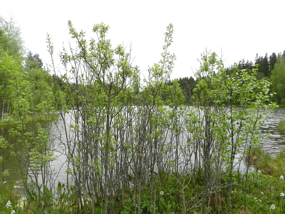 Salix cinerea - tuhkapaju on Suomessa alkuperäinen, ja sen esiintymisalue yltää etelästä päin Perä-Pohjanmaan ja Koillismaan eliömaakuntiin saakka. Se on yleinen kaikkialla muualla esiintymisalueellaan, paitsi Kainuun, Perä-Pohjanmaan ja Koillismaan eliömaakunnissa se on harvinainen. Kasvupaikkoina ovat lähinnä rannat ja rantanevat, rehevät, vetiset korvet, ojat laiteineen sekä pensoittuvat niityt ja entiset pellot. EH, Hämeenlinna, Pullerinmäki, Viisari, Kahtoilammen luoteispään rantaneva, 1.6.2012. Copyright Hannu Kämäräinen.