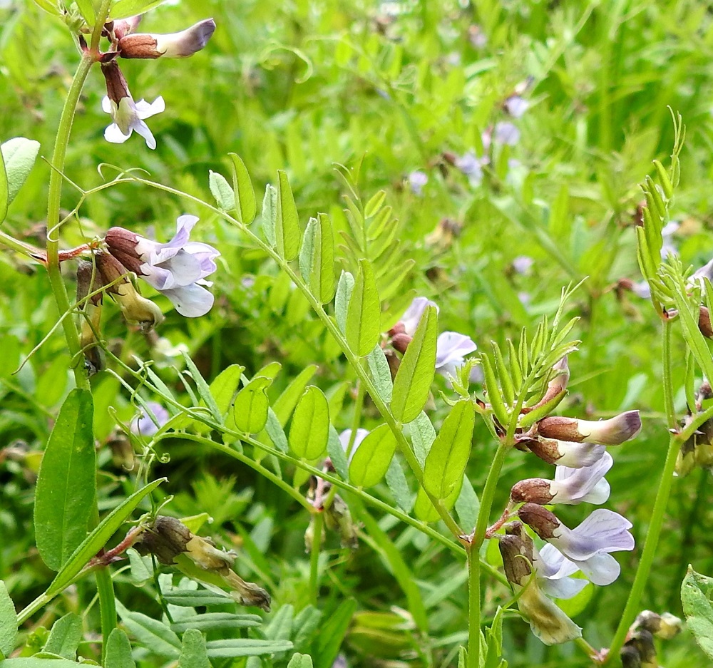 Vicia sepium subsp. montana - niittyaitovirnan lehden päässä oleva kärhi on kärkiosastaan haaroittuva ja noin 20-40 mm pitkä. Kuvan kasvustossa lehdykät ovat noin 3,0-3,3 kertaa leveyttään pitemmät. EH, Hämeenlinna, Keinusaari, Vanajaveden itäranta heti Viipurintien sillan luoteispuolella, 16.6.2020. Copyright Hannu Kämäräinen.