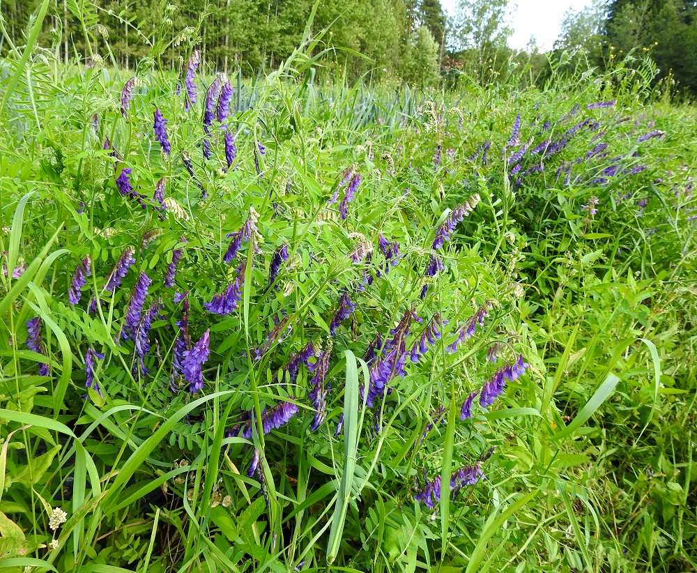 Vicia villosa - ruisvirnan kuvassa oleva nimialalaji, peltoruisvirna, oli lounaisimmassa Suomessa vanha, nyt jo ilmeisesti hävinnyt rukiin rikka, mihin viittaa myös sen suomalainen nimi. Nykyisin peltoruisvirnaa käytetään jonkin verran rehuna ja viherlannoitukseen. Sitä tavataan harvinaisena tulokkaana etelä- ja lounaisosissa sekä yksittäin Keski- ja Länsi-Suomessa Oulun korkeudelle saakka. Yksittäinen kasvupaikka on tällä vuosituhannella havaittu jopa Inarista. Kasvupaikkoina ovat lähinnä pellot pientareineen, palsta- ym. pienemmät viljelyalueet, viljavarastot, satamat ja joutomaat. Toinen alalaji, myllyruisvirna, on Suomessa erittäin harvinainen satunnaistulokas, joka on tällä vuosituhannella tavattu vain kerran viljavaraston liepeiltä ja kerran sataman viljalaiturilta. 19.8.2018. Copyright Hannu Kämäräinen.