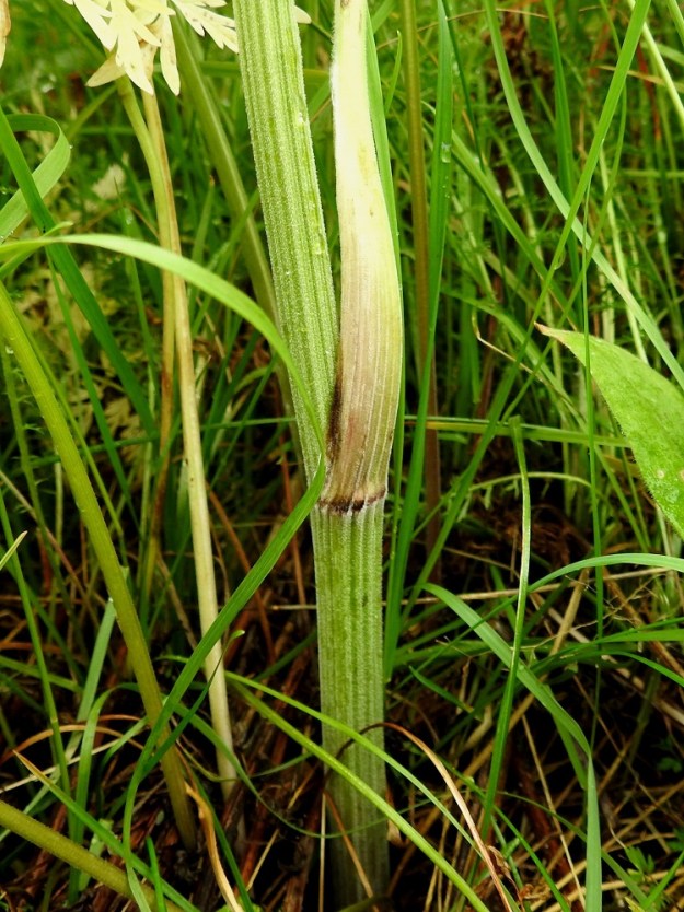Anthriscus sylvestris - koiranputken varsi on alaosastaan yleensä noin 5-10 mm paksu, liereä ja täyteinen tai jaksoittain ontto. Se on uurteinen, tavallisesti vihreä tai kellanvihreä ja alaosastaan useimmiten hyvin lyhytkarvainen sekä ylempää kalju. KiL, Kittilä, Jeesiöjärvi, Kumputunturintien varrella oleva niittyalue, entinen pelto Syrjälän tilan kohdalla, 20.7.2023. Copyright Hannu Kämäräinen.