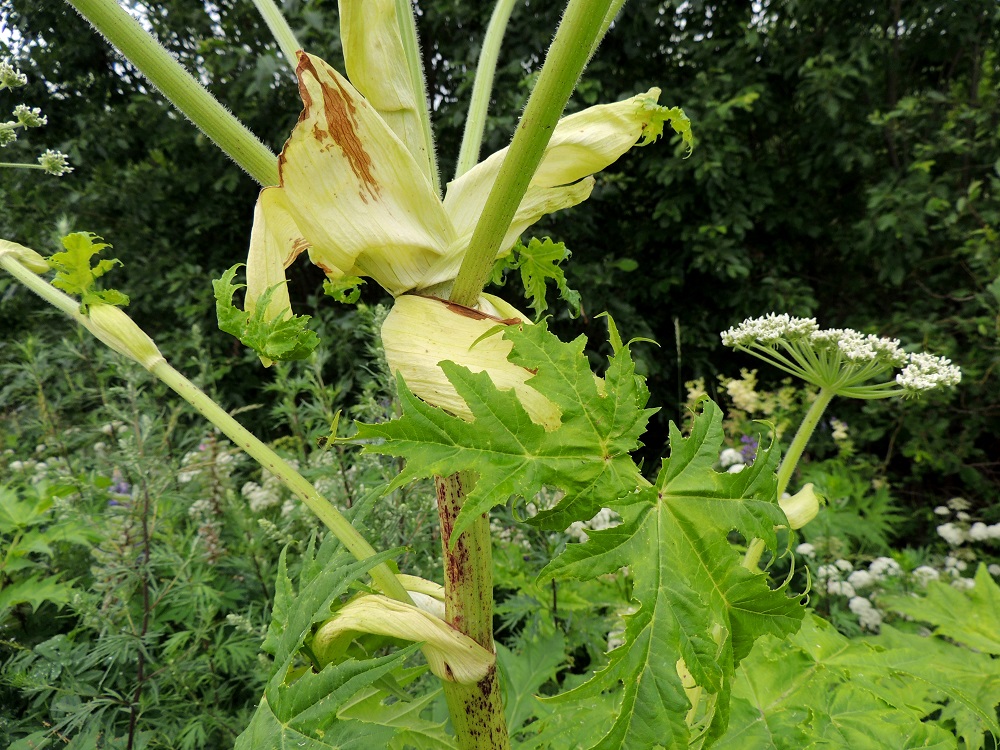 Heracleum mantegazzianum - kaukasianjättiputken varren yläosassa kaikki lehdet ovat ruodittomia niin, että niiden lapa kasvaa suoraan lehtitupen reunasta. Tuppi on kookas, ulkoneva ja erityisesti ylempänä varrella hyvin leveä ja väljä sekä vain tyveltään varren ympäri sepivä. Se on kaljuhko ja kellertävä tai kellanvihreä. 29.6.2013. Copyright Hannu Kämäräinen.