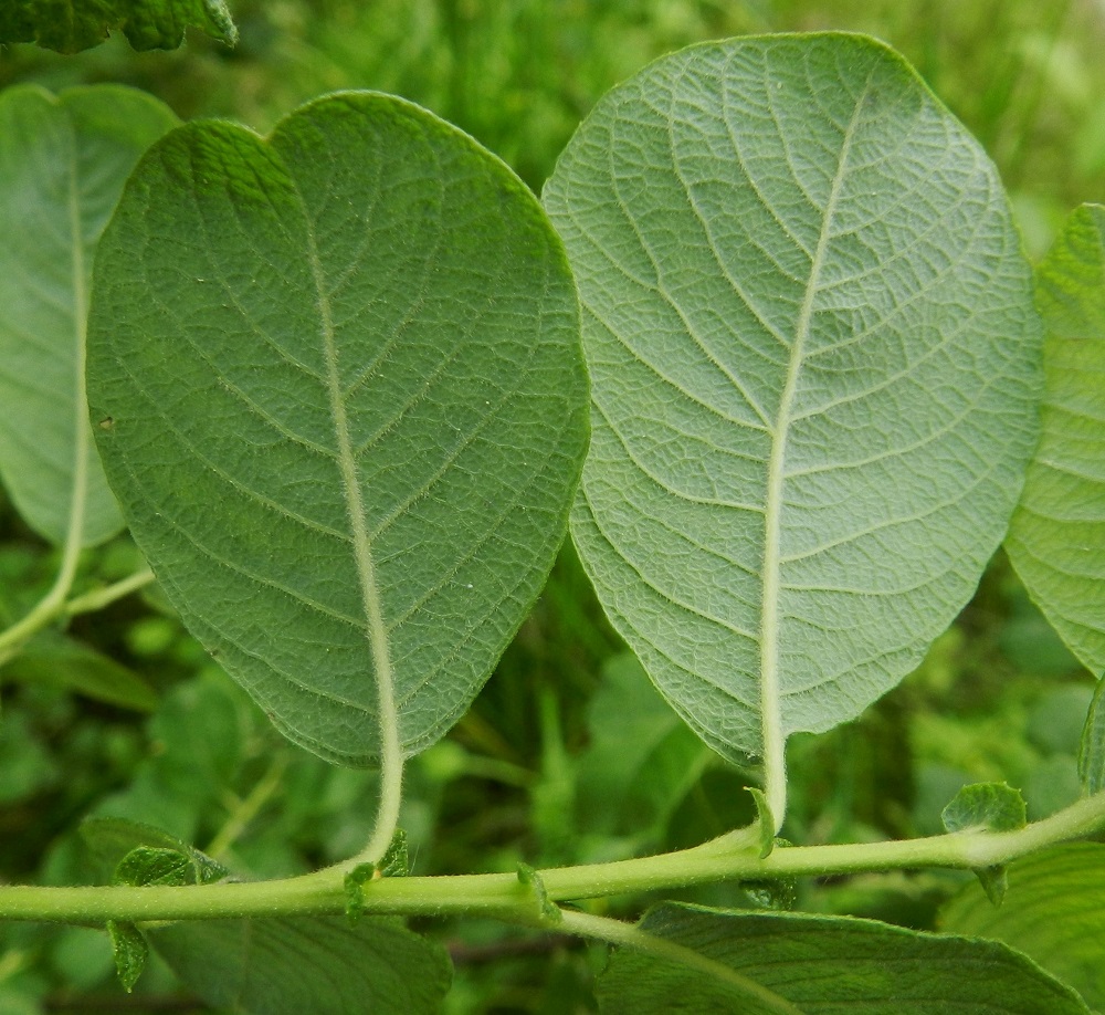 Salix aurita - virpapajun lehtien alapinta on selvästi korkosuoninen ja tiheähkösti lyhytkarvainen. Useimmiten 2-6 mm pitkä lehtiruoti on alapinnan tavoin karvainen. Lehtien korvakkeet ovat toispuolisen herttamaiset - munuaismaiset, hammas- tai nirhalaitaiset, lyhytkarvaiset ja yleensä noin 1,5-5 mm pitkät tai toisinaan isommatkin sekä pysyvät. 4.7.2012. Copyright Hannu Kämäräinen.