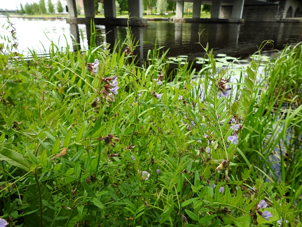 Vicia sepium subsp. montana - niittyaitovirna on Suomessa alkuperäinen ja alkuperäisenä yleinen etelästä päin, Ahvenanmaata lukuun ottamatta, Etelä-Pohjanmaan, Etelä-Hämeen ja Etelä-Savon eliömaakuntiin saakka. Muinaistulokkaana se on yleinen Oulun Pohjanmaan ja Kainuun sekä harvinaisempi Perä-Pohjanmaan ja Koillismaan eliömaakuntiin saakka. Pohjoisemmissa eliömaakunnissa ja Ahvenanmaalla niittyaitovirna on harvinaisehko tai harvinainen uustulokas. EH, Hämeenlinna, Keinusaari, Vanajaveden itäranta heti Viipurintien sillan luoteispuolella, 16.6.2020. Copyright Hannu Kämäräinen.