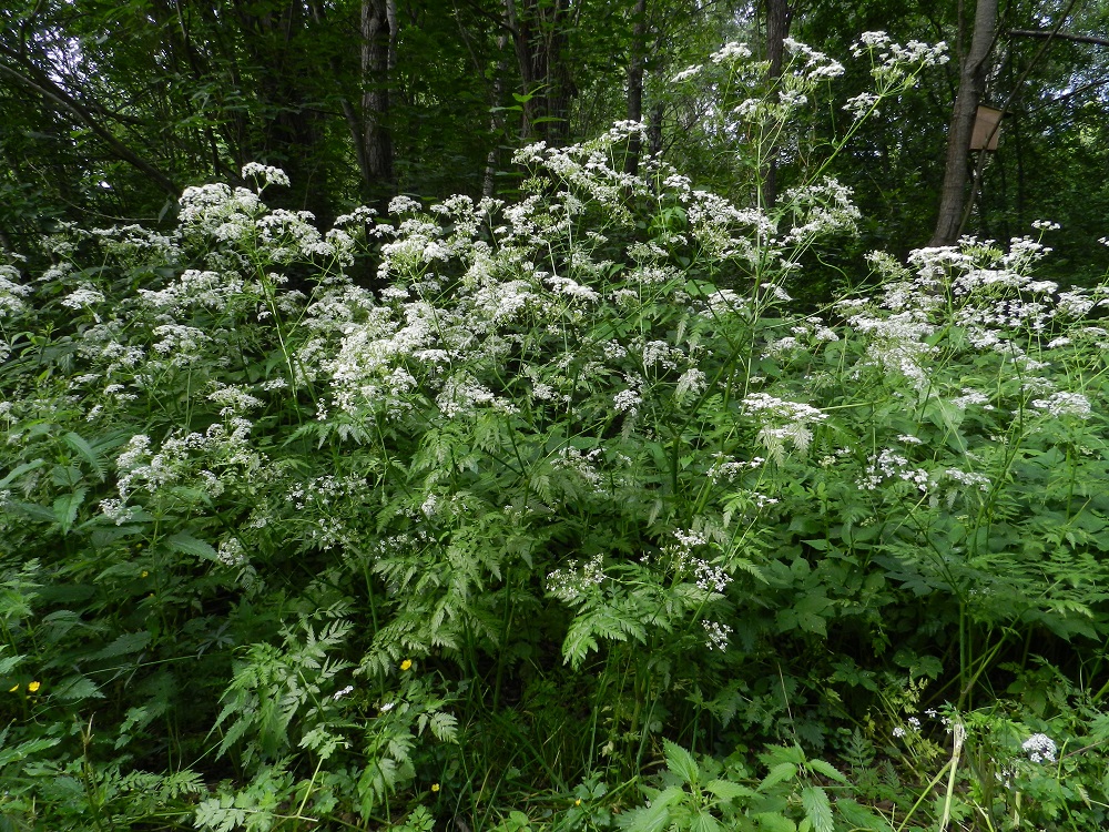 Anthriscus sylvestris - koiranputki on alkuperäinen tai muinaistulokas Suomessa, ja sitä tavataan kaikissa eliömaakunnissa. Se on hyvin yleinen etelästä päin Kittilän Lapin ja Koillismaan eliömaakuntiin saakka sekä paikoin yleisehkö tai harvinaisempi näiden maakuntien pohjoispuolella. EH, Hämeenlinna, Keinusaari, Varikonniemen tyvi radan ja ulkoilureitin varressa lähellä Vanajaveden rantaa, 25.6.2011. Copyright Hannu Kämäräinen.