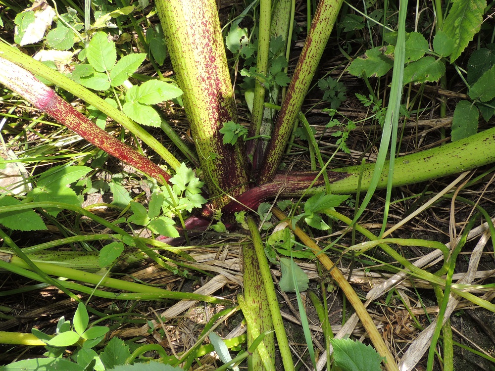 Heracleum mantegazzianum - kaukasianjättiputken varsi on pohjaväriltään vihreä, erityisesti alaosastaan punaruskealaikkuinen ja -täpläinen sekä uurteinen ja vaihtelevasti karvainen. 14.7.2016. Copyright Hannu Kämäräinen.