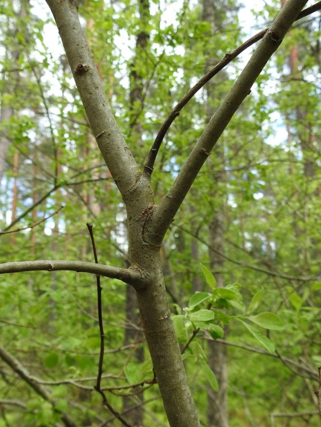 Salix aurita - virpapajun varsi, haarat ja vanhemmat oksat ovat sileäpintaiset, kaljut ja lähinnä ruskeanharmaat. Vanhoissa haaroissa on kuoren alaisessa puuaineksessa selviä harjuja. 31.5.2026. Copyright Hannu Kämäräinen.
