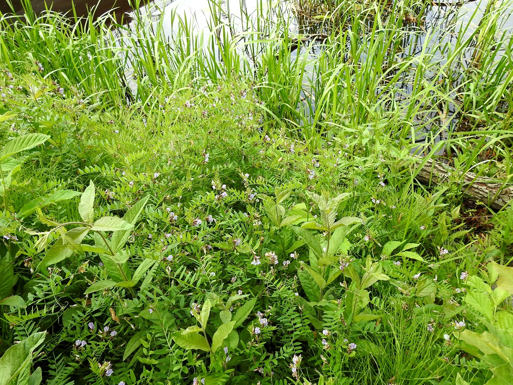 Vicia sepium subsp. montana - niittyaitovirnan kasvupaikkoina ovat lähinnä niityt, pientareet, tuoreet metsät ja metsänlaiteet, lehdot, rannat, viljely- ja kesantoalueet, puistot, puutarhat, pihat ja teollisuus- yms. alueet sekä joutomaat. EH, Hämeenlinna, Keinusaari, Vanajaveden itäranta heti Viipurintien sillan luoteispuolella, 16.6.2020. Copyright Hannu Kämäräinen.