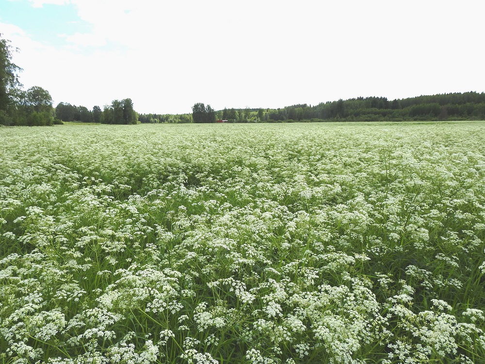Anthriscus sylvestris - koiranputken kasvupaikkoina ovat lähinnä niityt, nurmet, kesantopellot, kaikenlaiset pientareet, tievarret, metsänreunat, lehdot, lehtokorvet, rantapensaikot, puronvarret, tunturikoivikot, pihat, puutarhat ja joutomaat. Kuvassa olevalla, monihehtaarisella kesantoaukealla näyttää erehdyttävästi siltä, kuin koiranputki olisi sinne tarkoituksella kylvetty. EH, Hämeenlinna, Kankainen, Tuuloksentien (valtatie 10) varrella oleva peltoaukea, tien kaakkoispuolella, Parkun tilan kohdalla oleva, laaja kesantopelto, 21.6.2020. Copyright Hannu Kämäräinen.