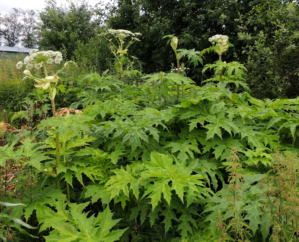 Heracleum mantegazzianum - kaukasianjättiputki on Suomessa laajalle levinnyt ja monin paikoin vakiintunut koristekasvikarkulainen, jota on tavattu yleisempänä tai harvinaisena etelästä päin Kittilän Lapin ja Sompion Lapin eliömaakuntiin saakka. Kasvupaikkoina ovat lähinnä pientareet ja piennarniityt, tienvarret, pihat, puistot, puutarhat, teollisuusalueet ja joutomaat. Laji on on säädetty haitalliseksi vieraslajiksi koko EU:n alueella. Kaukasianjättiputkea ei saa enää tuoda EU-alueelle, pitää hallussa, kasvattaa, kuljettaa, saattaa markkinoille, välittää taikka myydä tai muuten luovuttaa eikä myöskään päästää ympäristöön. 29.6.2013. Copyright Hannu Kämäräinen.