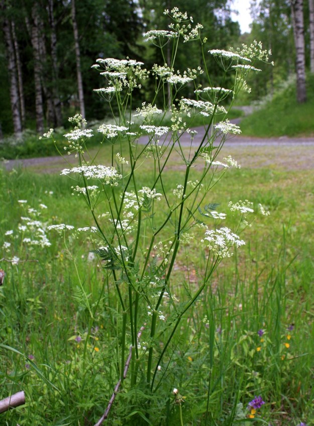 Anthriscus sylvestris - koiranputki on monivuotinen, pysty ja yksi- tai monivartinen ruoho, joka on Suomessa yleisin, runsain ja laaja-alaisin sarjakukkaiskasvi. PK, Kitee, Puhos, Vanha Puhos, Oriveden Puhoslahden rantaan vievän Kanavarannantien laitaruohikko, 20.6.2008. Copyright Hannu Kämäräinen.