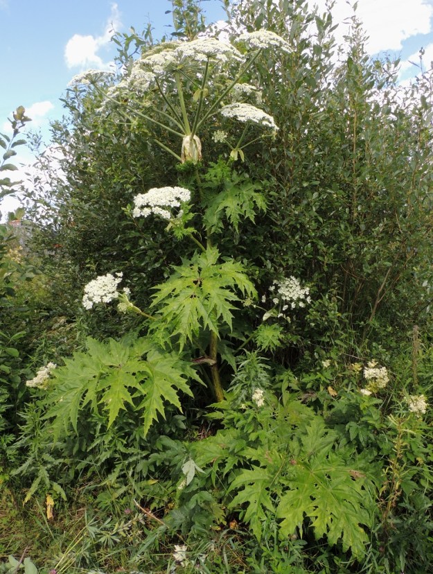 Heracleum mantegazzianum - kaukasianjättiputki on kaksivuotinen tai lyhytikäinen ja kerran kukkiva monivuotinen ruoho, joka on pysty, yleensä yksivartinen ja tavallisesti noin 150-350 cm korkea. Laji on kotoisin nimensä mukaisesti Länsi-Kaukasian vuoristosta. Suuren kokonsa ja näyttävyytensä vuoksi sitä tuotiin 1800-luvun alkupuolella kasvitieteellisiin puutarhoihin Eurooppaan. Pian se otettiin myös koristekasvikäyttöön, minkä jälkeen laji alkoi lähes koko Euroopassa nopeasti levitä yhä laajemmalle myös puutarhojen ja puistojen ulkopuolelle. EH, Hämeenlinna, Pullerinmäki, Mäkelän teollisuusalue, Tölkkimäentien varren rakentamaton ja joutomaa-alueena oleva teollisuustontti heti Pietiläntien risteyksen pohjoispuolella, 14.7.2016. Ellei toisin mainita, kuvat ovat tältä samalta kasvupaikalta. Copyright Hannu Kämäräinen.