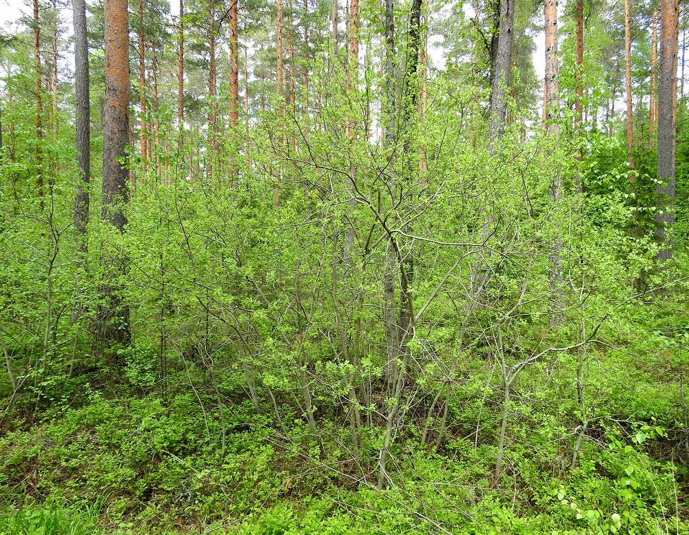Salix aurita - virpapaju on useimmiten 0,5-3 m korkea ja monivartinen pensas, joka voi muodostaa laajempiakin varsikkoja. Varret ja päähaarat ovat ohuehkot - paksuhkot ja edelleen haarajatkoisesti haarovat. Päähaarat ovat haaroineen ja oksineen yleensä voimakkaasti yläviistoon tai sivulle päin harittavat. EH, Hämeenlinna, Loimalahti, Loimalahdentieltä lähtevän ja Kolkanmäen sivua kulkevan ulkoilureitin laitametsä, 31.5.2026. Ellei toisin mainita, kuvat ovat tältä samalta kasvupaikalta. Copyright Hannu Kämäräinen.